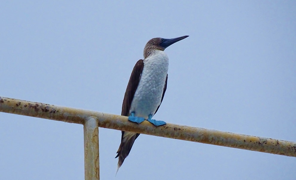Blue-footed Booby spotted near the boat