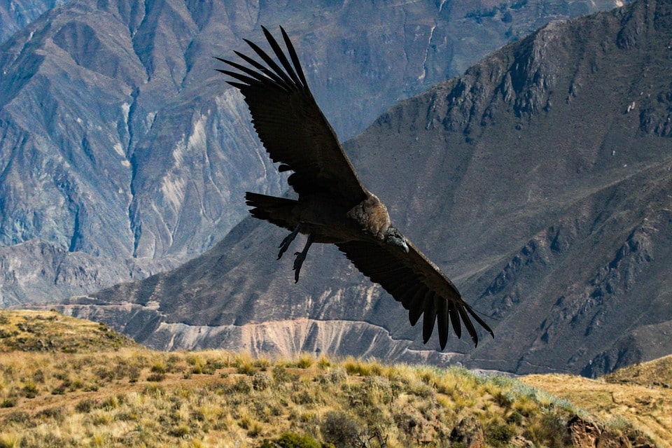 Condors in Machu Picchu