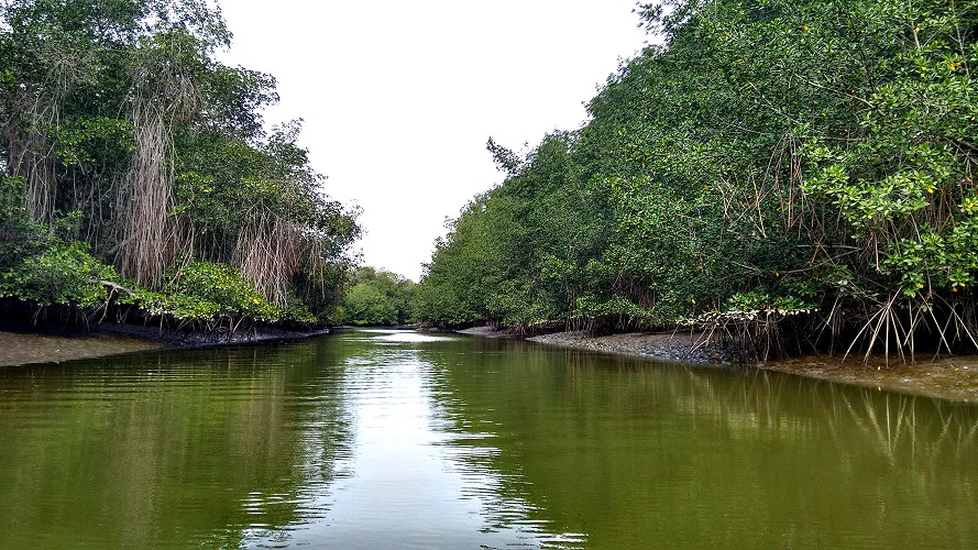 The Tumbes Mangroves, a great day trip from Mancora