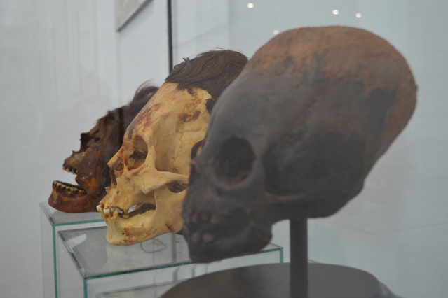 Paracas skulls