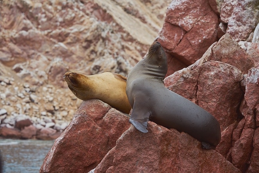 Sea lions at the Ballestas Islands, one of the best things to do in Paracas, Peru