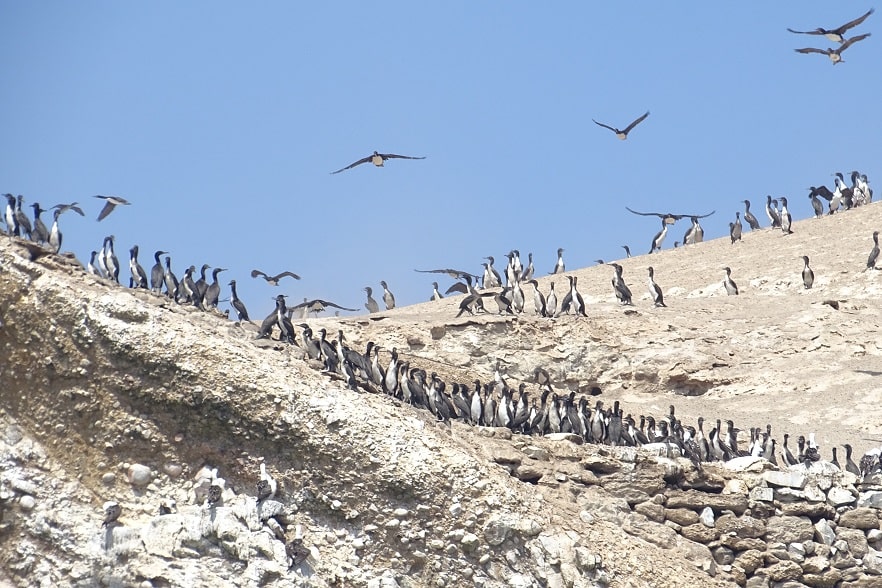 Guanay Cormorants at Ballestas