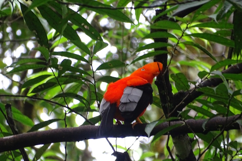 Cock of the Rock, the national bird in Peru, can e found in Machu Picchu