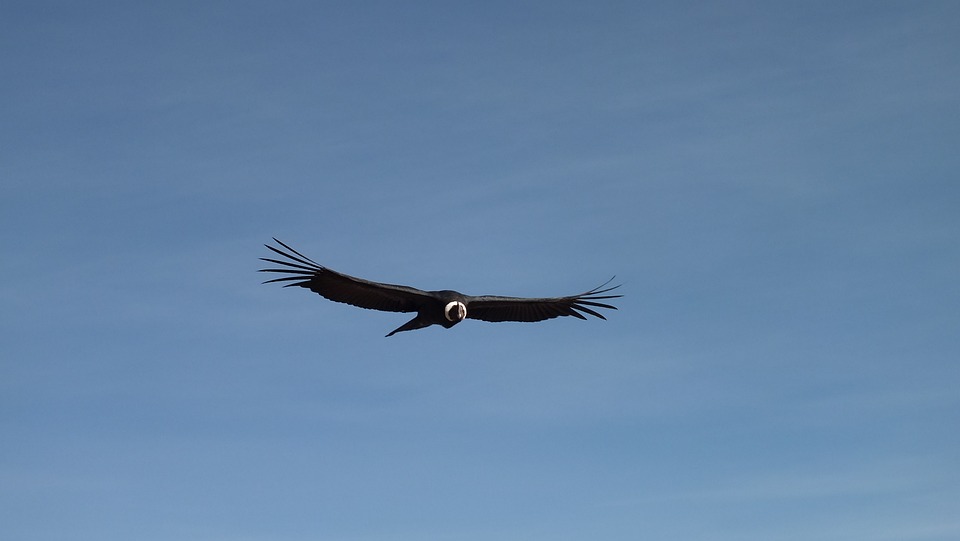 Condor spotting at Santa Eulalia