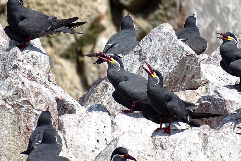 Inca Terns at Ballestas Islands, a great spot for birdwatching as a day trip from Lima, Peru