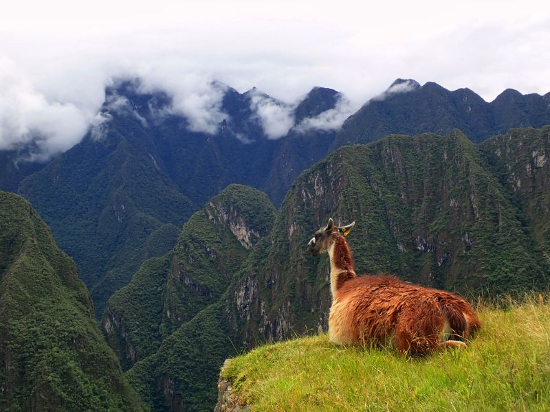 A llama, one of the most common animals in Machu Picchu