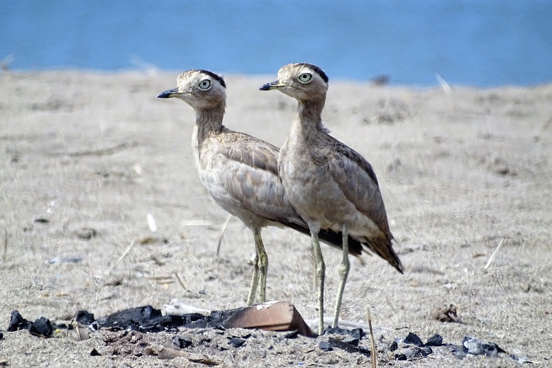 Two Peruvian-Thick Knees at Villa Marshes, of of the best places for birdwatching tours in Lima, Peru
