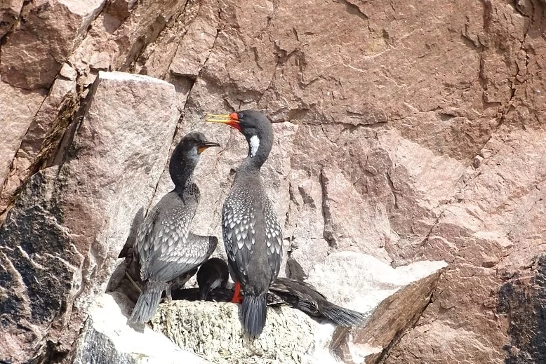 Red-legged Cormorants at Ballestas Islands, one of the best places for birdwatching in Lima