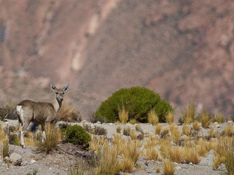 Animals In Machu Picchu Spectacled Bears Llamas And More Animals In Machu Picchu Spectacled Bears Llamas And More