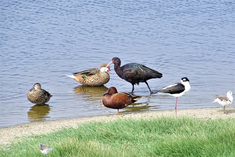 Variety of birds at Villa Marshes