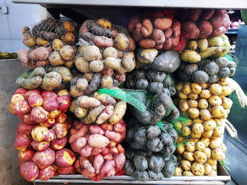 Different kinds of potatoes native to Peru. You can see potatoes of different colors, including yellow, black and pink potatoes.