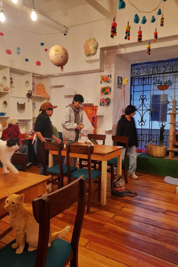 Catfetin cat cafe in Cusco